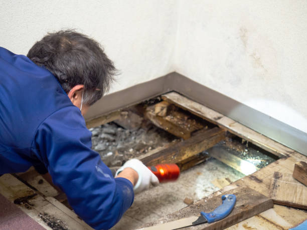 Mold Removal Process in Erie, KS