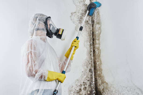 Best Home Mold Removal  in Erie, KS