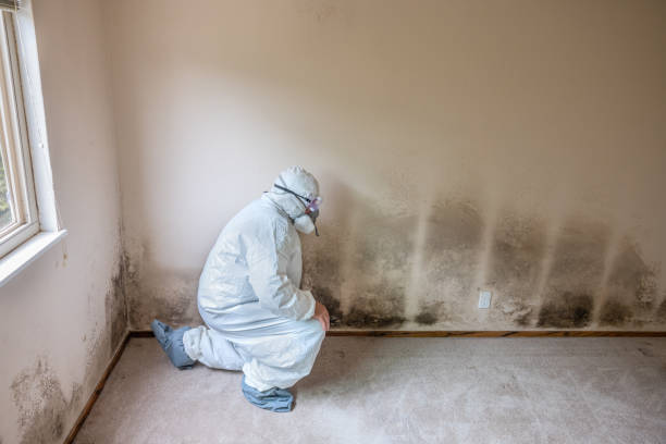 Best Black Mold Removal  in Erie, KS