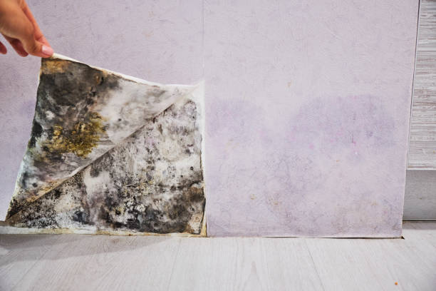 Best Affordable Mold Removal  in Erie, KS